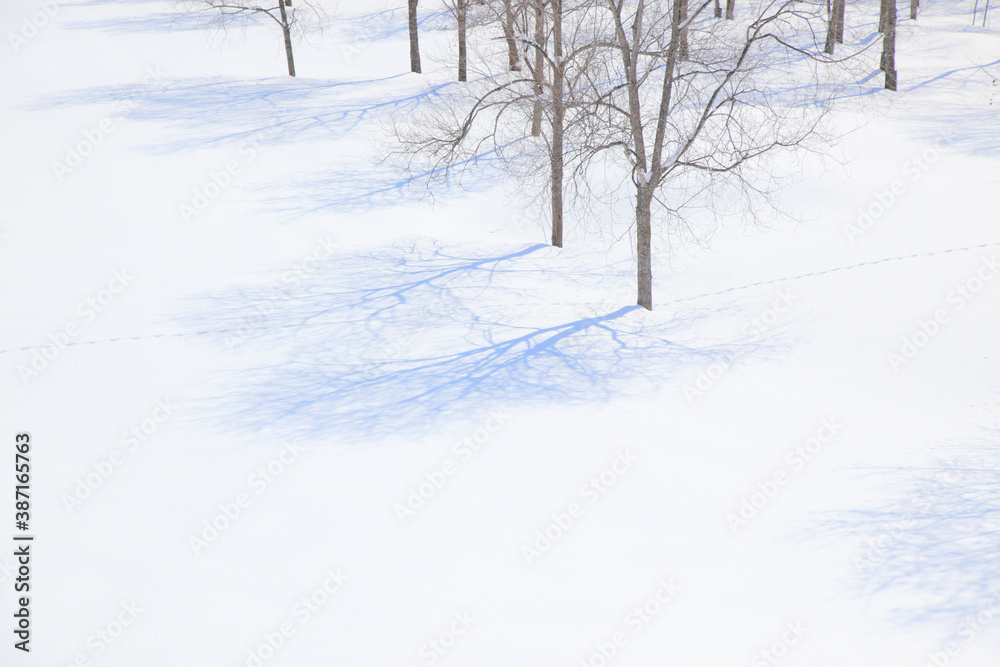 雪原の木々と影