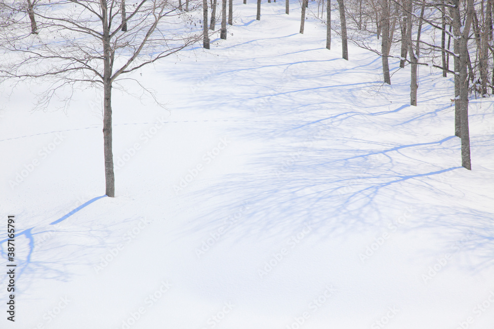 雪原の木々と影 雪原の木々と影