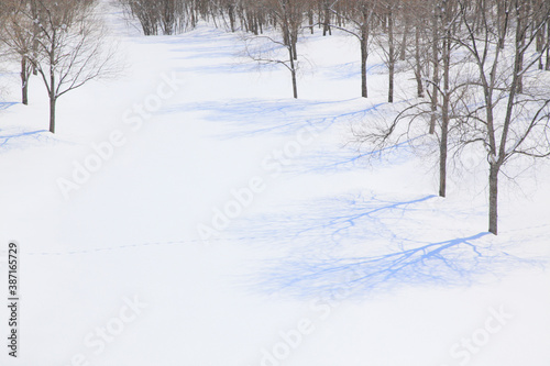 雪原の木々と影