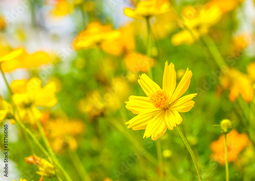 Yellow flowers in nature at beautiful