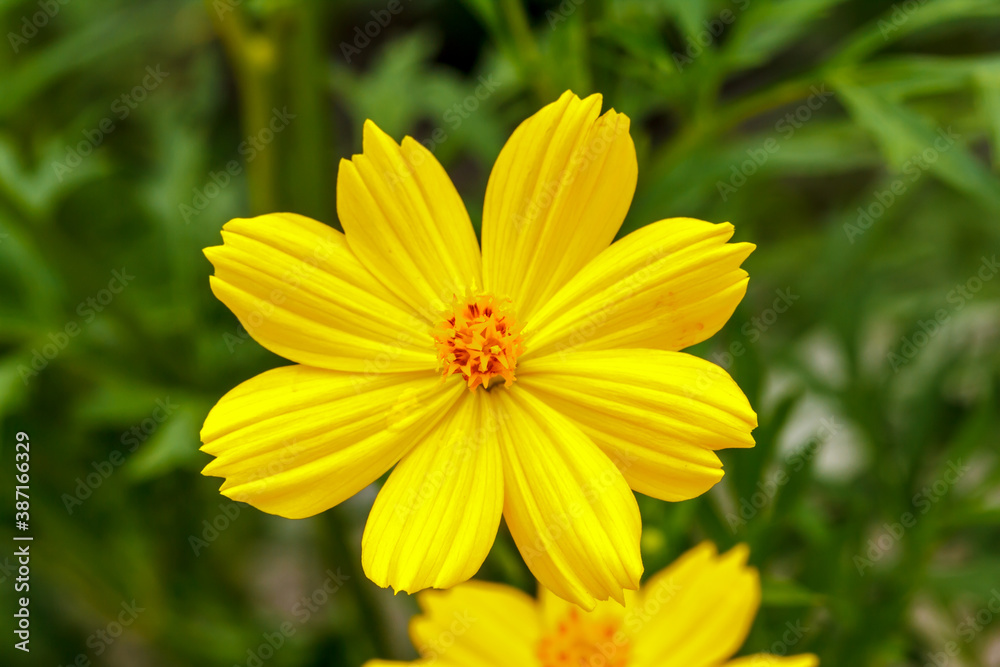 Obraz premium Yellow flowers in nature at beautiful