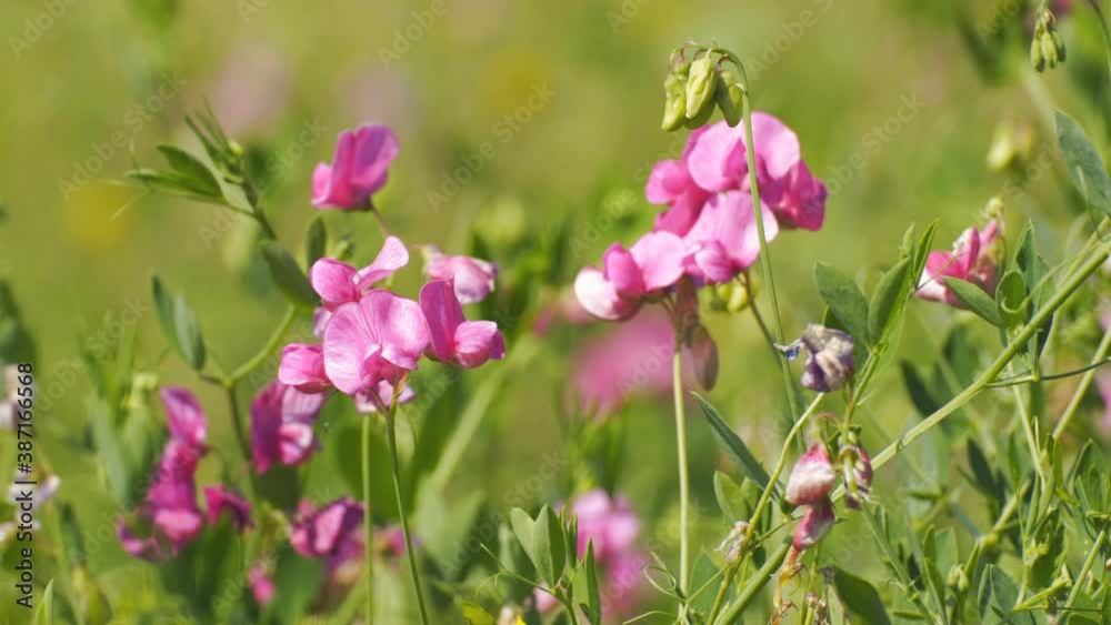 Wild Pink Tuberous Pea flowers are swayed by a light breeze. Lathyrus tuberosus. Selective focus Wild Pink Tuberous Pea flowers are swayed by a light breeze. Lathyrus tuberosus. Selective focus