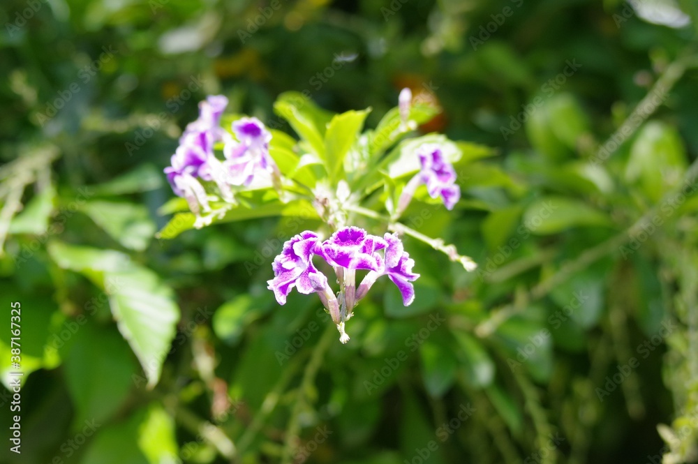 デュランタの花 デュランタの花