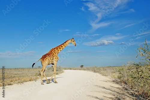 Canvas Print Beautiful giraffe crosses the road in Africa against the blue sky