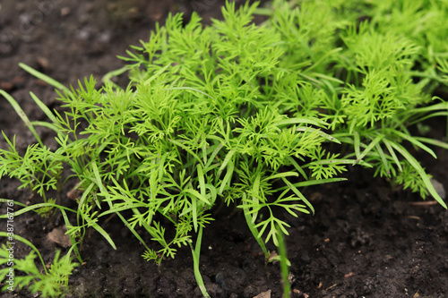 An overhead photo of dill harvest for cookery business. Antioxidant kitchen herb on the eco farm garden bed. Young dill plant on the kitchen garden. Organic food fresh spice. 