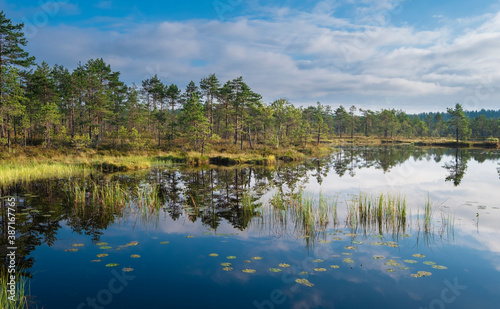 Canvas Print Clear, clean summer morning in the Ozernoe swamp nature reserve in the Leningrad