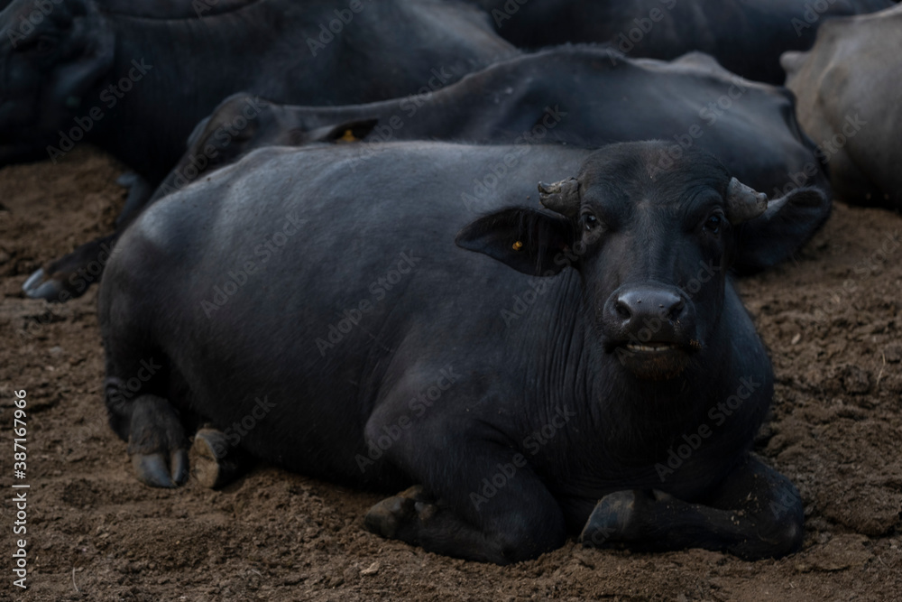Fototapeta premium buffalo lying in pasture with other buffalo in the background