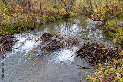 A dam built by beavers on a small Siberian river.