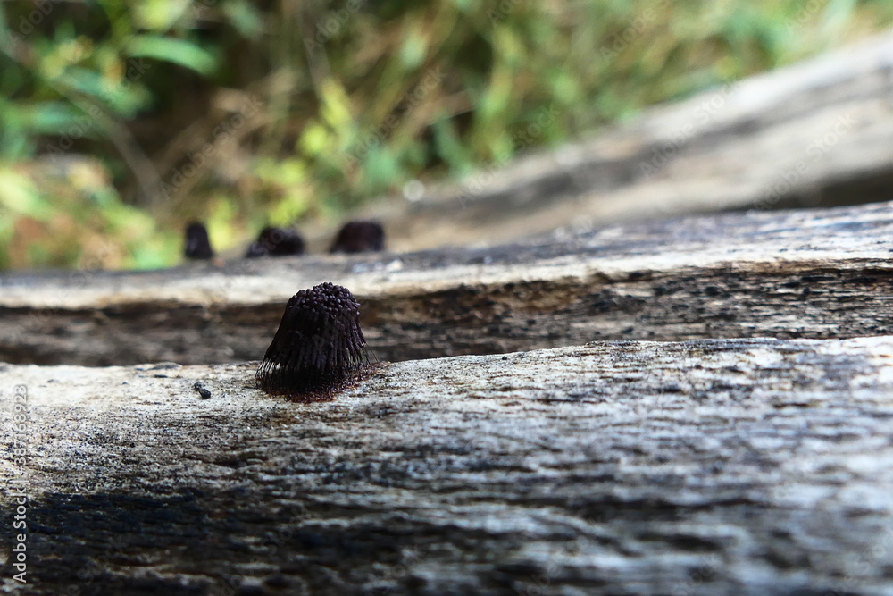 Obraz premium Myxomycete, genus Stemonitis. A member of the slime molds, or fungus-like amoeba. Their elongated fruit bodies are on a stem, growing on dead wood.