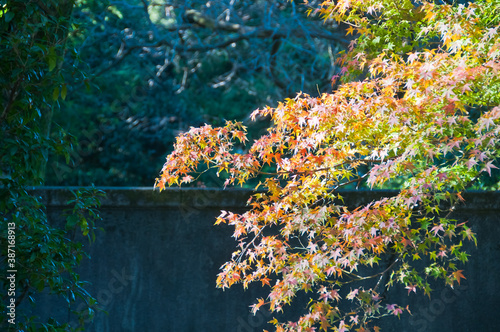 Foliage Autumn leaves in red orange yellow and green colour maple leaves in a sunny day in Tokyo Japan