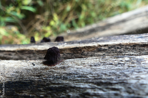 Myxomycete, genus Stemonitis. A member of the slime molds, or fungus-like amoeba. Their elongated fruit bodies are on a stem, growing on dead wood.