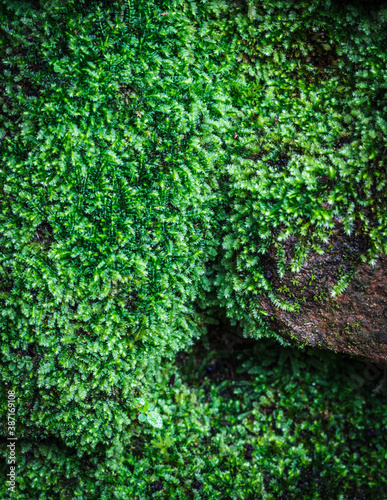 Beautiful moss green