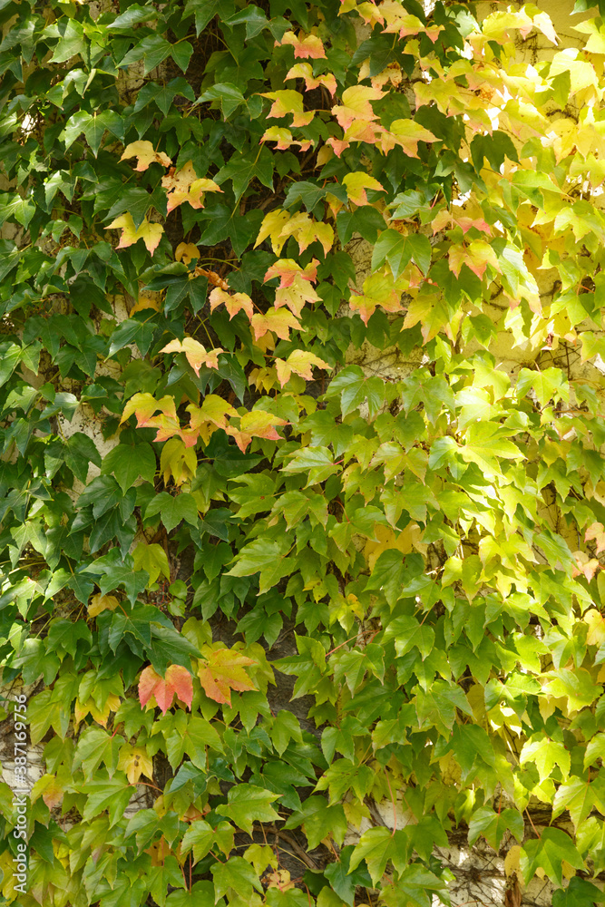 Ivy. Autumn Ivy ordinary on a brick house. Ivy texture of beautiful autumn colors. Ivy hedge background. Ivyberry backdrop.