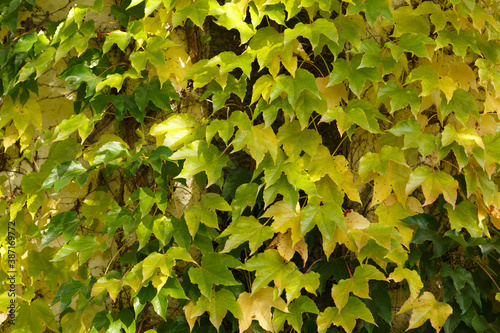 Ivy. Autumn Ivy ordinary on a brick house. Ivy texture of beautiful autumn colors. Ivy hedge background. Ivyberry backdrop. photo