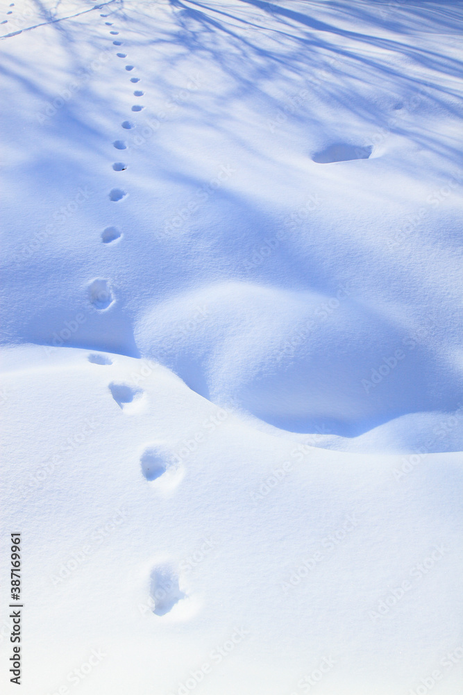 雪の造形