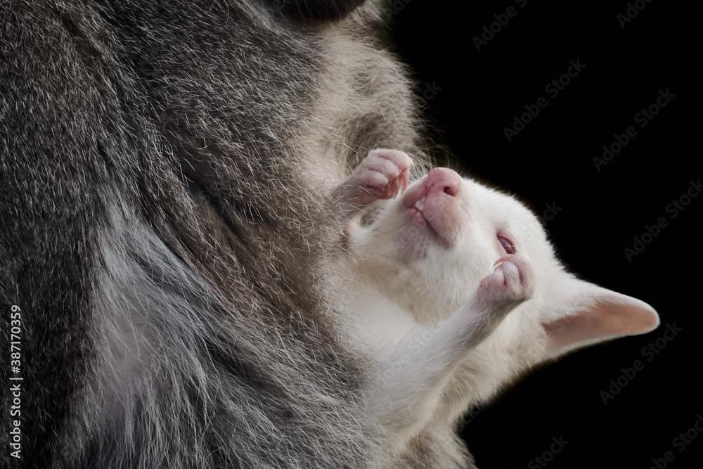 Φωτογραφία Close-up of an albino Bennett's wallaby (Macropus rufogriseus) in pouch of mothe