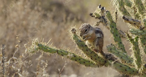 Harris's Antelope Squirrel sitting on cactus and eating, newmexico, USA photo