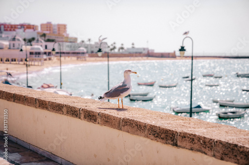 Cádiz, gaviota