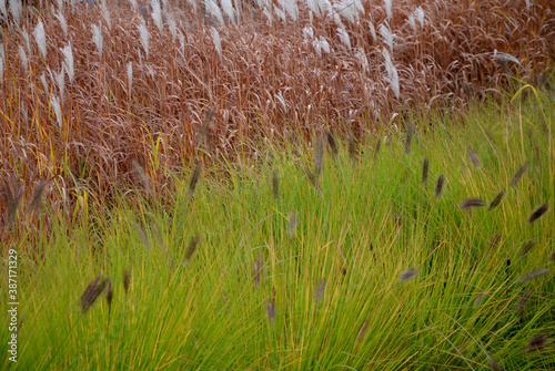 flower beds with ornamental grasses are attractive from autumn to winter and thanks to dry flowers and leaves. combined with flycatchers and red leaves, my plants create a striking contrast photo