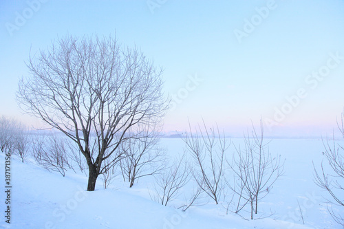 雪原の木々