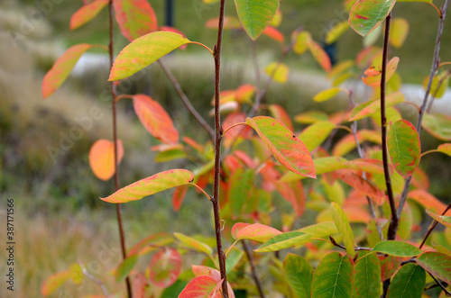 flower beds with ornamental grasses are attractive from autumn to winter and thanks to dry flowers and leaves. combined with flycatchers and red leaves, my plants create a striking contrast photo