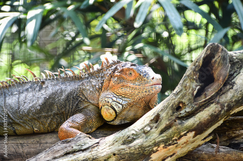 Close-up of a iguana  Iguana iguana  on a tree trunk in Bird Park  Foz do Igua  u  Brazil.
