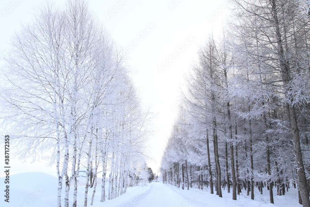 Fototapeta premium 冬の一本道