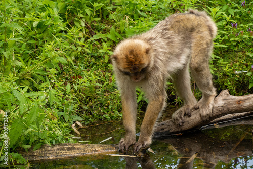 Close up of a wild macaque or Gibraltar monkey, one of the most famous attractions of the British overseas territory. Barbary macaques (berberaffe)