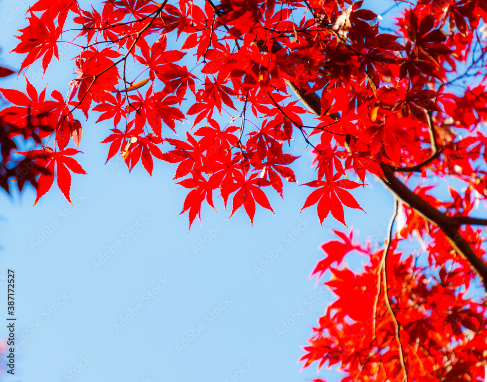 Beautiful red maple leaves in nature. Beautiful red maple leaves in nature.