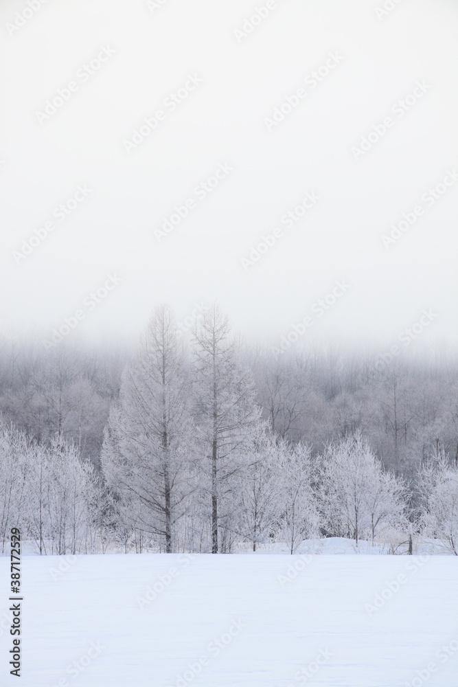 Fototapeta premium 霧氷