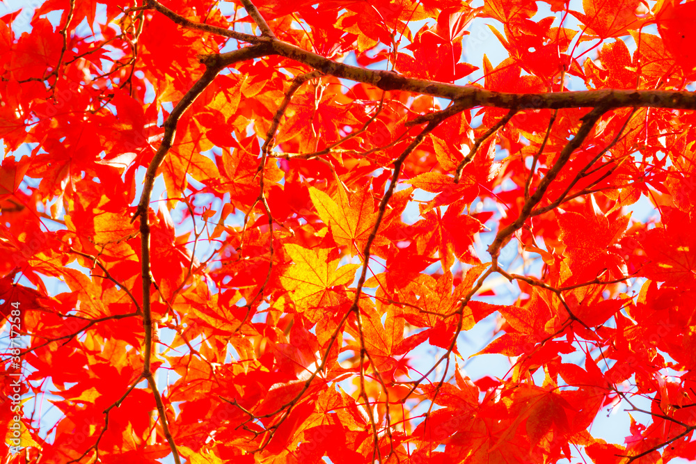 Beautiful red maple leaves in nature. Beautiful red maple leaves in nature.