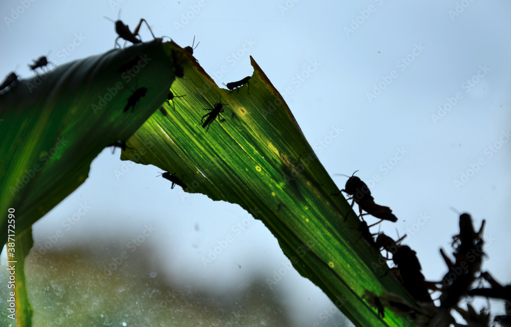 Foto de locusts grown in the aquarium will eat all the leaves that are