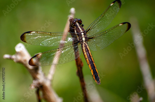 close up of a dragonfly 