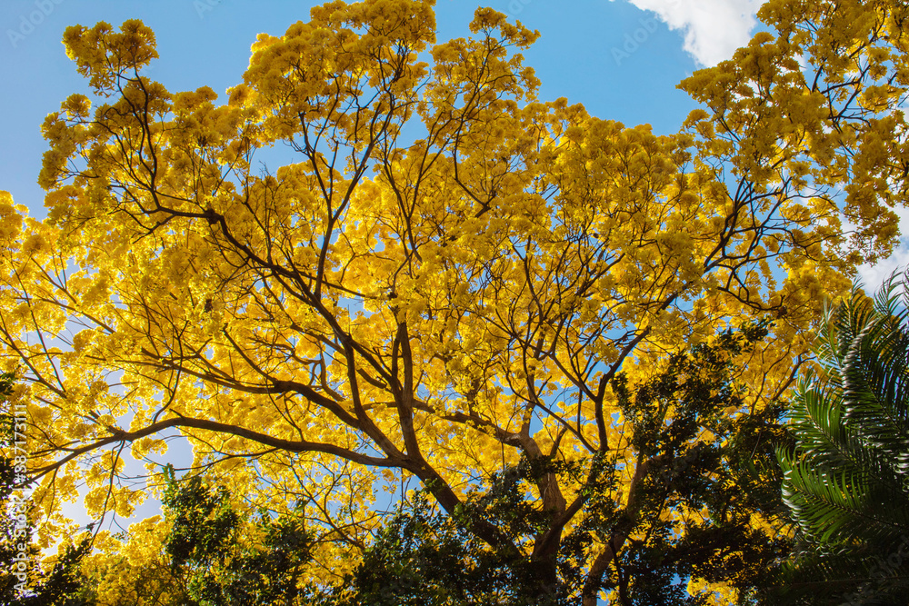 otoñal, árbol, caer, naturaleza, cielo, hojas, amarilla, bosque, hojas, árbol, ciclos, azul, follaje, sucursal, aparcar, arce, verde, madera, color, anaranjada, paisaje, rojo, sucursal, abedul, dorada otoñal, árbol, caer, naturaleza, cielo, hojas, amarilla, bosque, hojas, árbol, ciclos, azul, follaje, sucursal, aparcar, arce, verde, madera, color, anaranjada, paisaje, rojo, sucursal, abedul, dorada