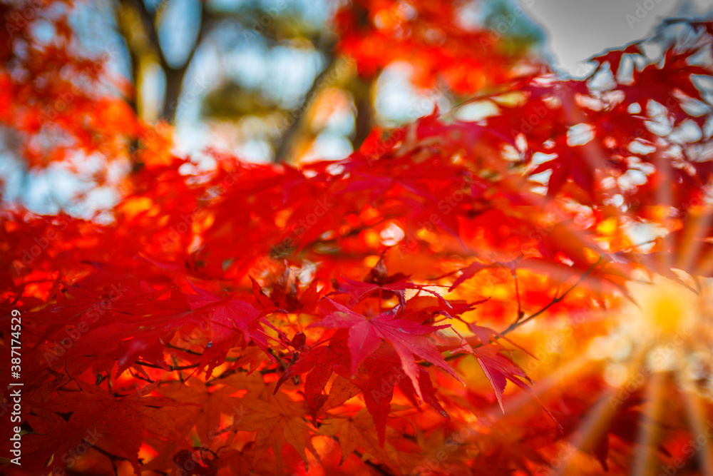 Maple leaves in beautiful fall. Maple leaves in beautiful fall.