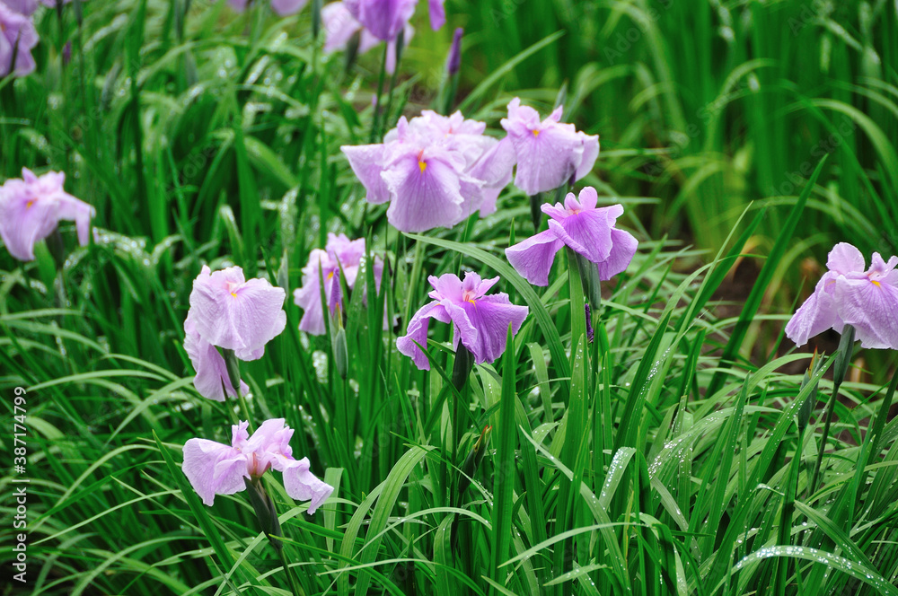 花菖蒲 花菖蒲