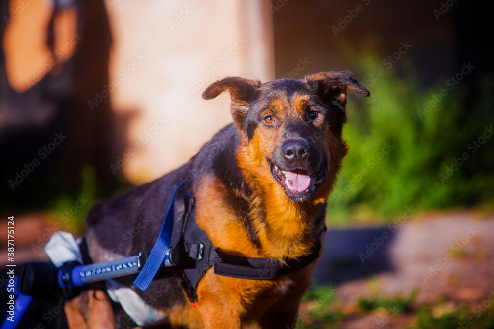 Beautiful happy dog ​​on a wheelchair walks in sunny beautiful weather in may, portrait
