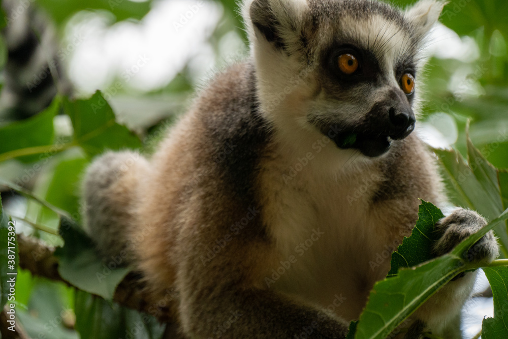 Ring- tailed lemur ( lemur catta) close up. wildlife madagaskar. Ring- tailed lemur ( lemur catta) close up. wildlife madagaskar.
