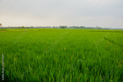 Close up of long green rice plants, paddy plants in an Indian field of West Bengal, selective focusing