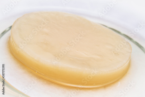Close-up fresh scoby (symbiotic culture of bacteria and yeast) kombucha image 