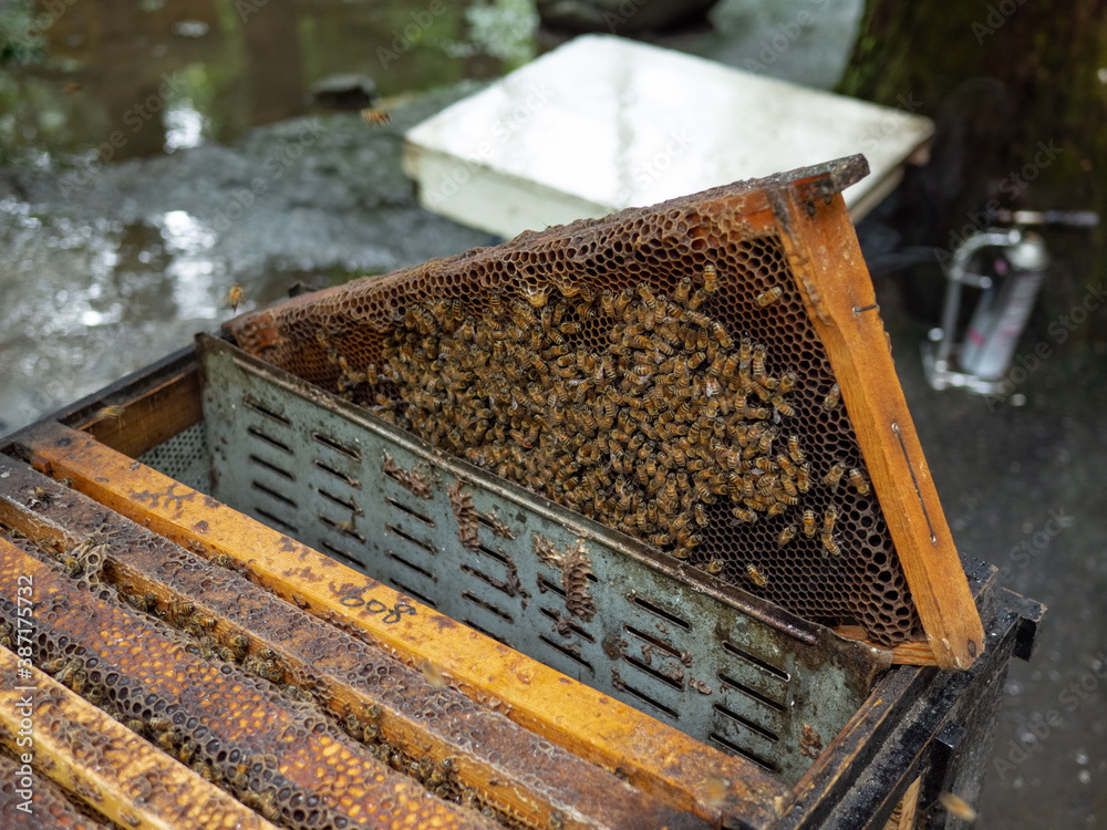 Use makeshift smoker on a beehive. open beehive when they are now asleep. Use makeshift smoker on a beehive. open beehive when they are now asleep.