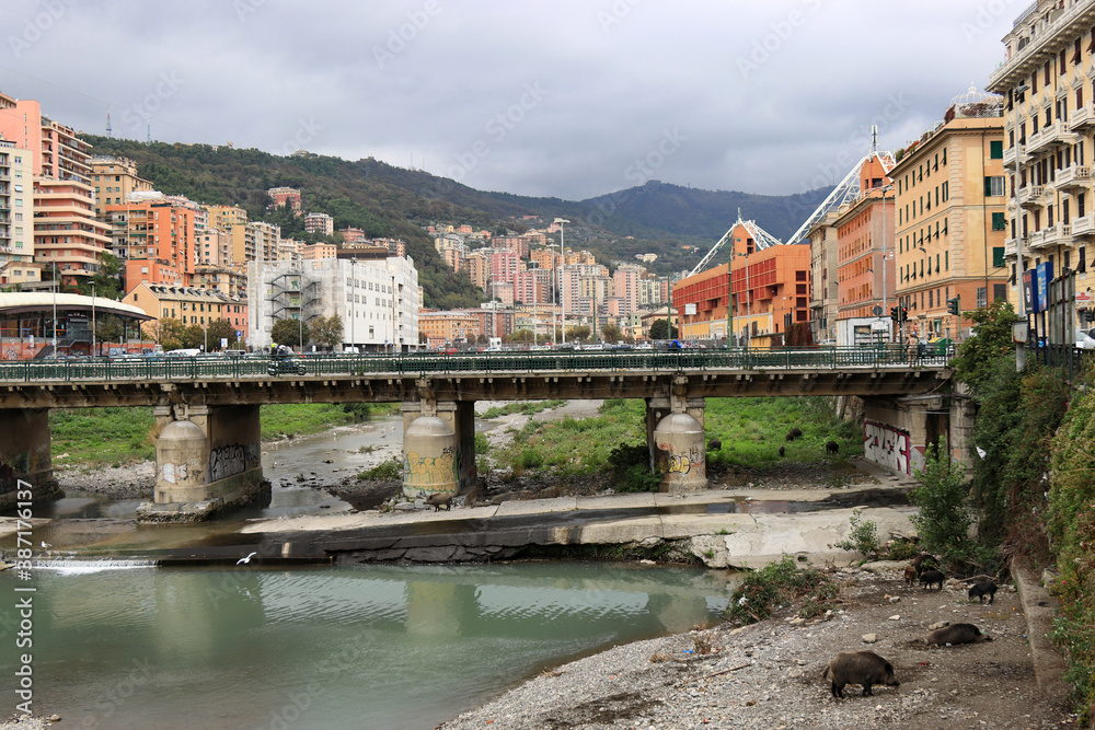 I cinghiali al pascolo nel fiume Bisagno a Genova