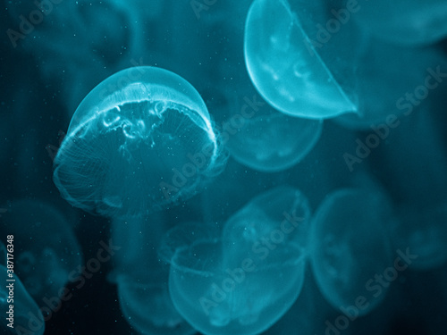 Le balle des méduses