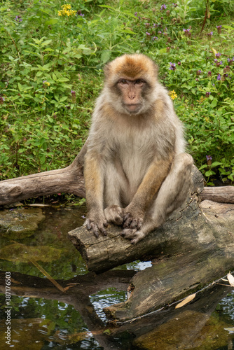 Close up of a wild macaque or Gibraltar monkey, one of the most famous attractions of the British overseas territory. Barbary macaques (berberaffe) © Eline