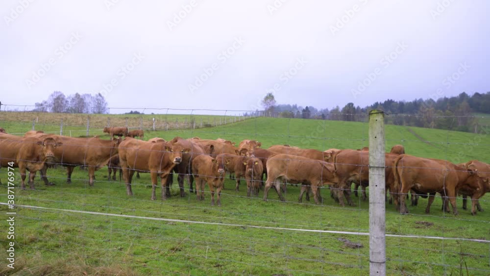 Brown cows on grassy field in rain Brown cows on grassy field in rain