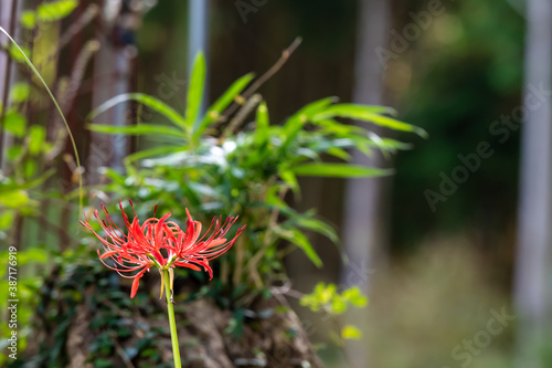 日本の秋のお彼岸に咲く赤い綺麗な曼珠沙華の花、彼岸花とも呼ばれる。
