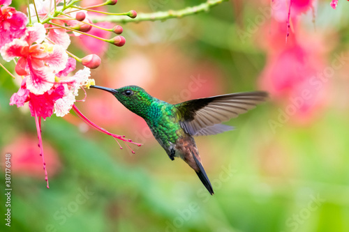 Copper-rumped hummingbird feeding on Pride of Barbados flowers in a garden. hummingbirds and flowers, bird in flight, wildlife in nature.