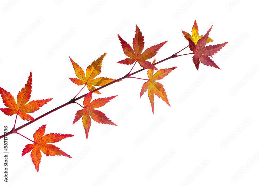 Fresh red Maple leaf and stem isolated white background. Fresh red Maple leaf and stem isolated white background.