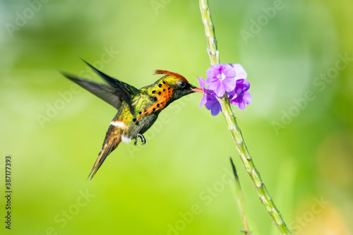 A Tufted Coquette hummingbird, lophornis ornatus, feeding on a purple Vervain flower in a tropical garden. World's second smallest hummingbird