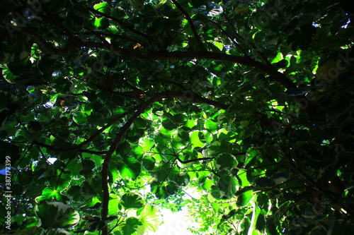 hermosas hojas del jardin tomada desde varios angulos  photo